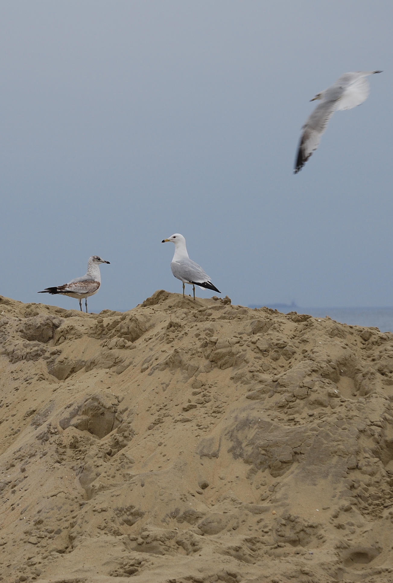 Avon_by_the_Sea_Restaurants